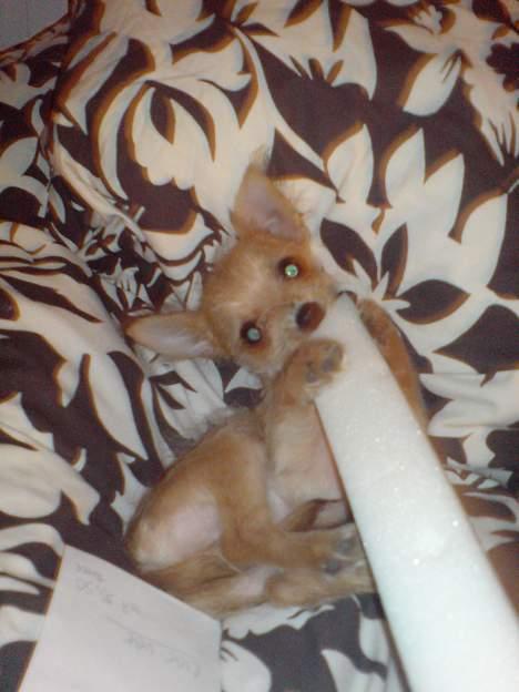 Blanding af racer Thilde - Ca 4 mdr gammel. Hygge i mor og fars seng. billede 12