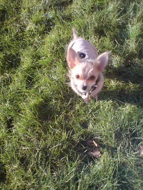 Blanding af racer Thilde - Hygge i haven. billede 13