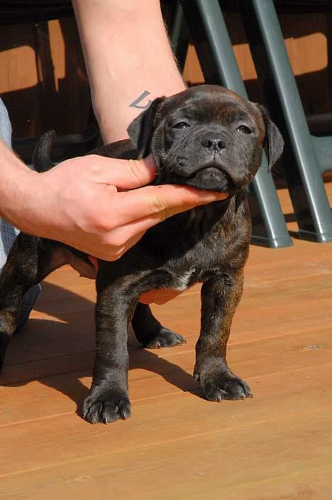 Staffordshire bull terrier Kahvi - mig 8uger:) billede 11