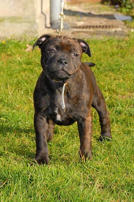 Staffordshire bull terrier Kahvi - Jubii nu kommer jeg billede 12