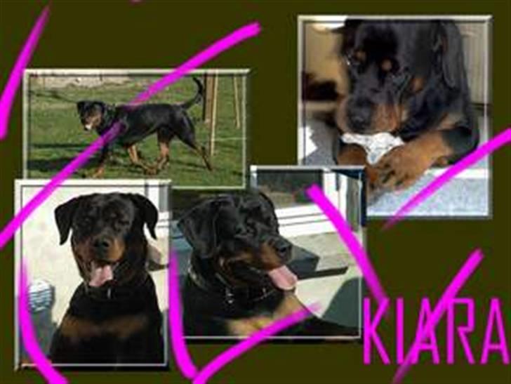 Rottweiler Kiara (R.I.P) - Velkommen til.. Her er vores dejlige hund Kiara.. kig gerne de andre billeder og se hvor en dejlig hund hun er..  billede 1