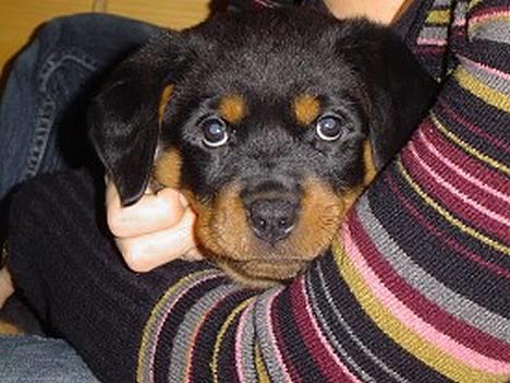 Rottweiler Kiara (R.I.P) - Lille pus.. knap 8 uger billede 2