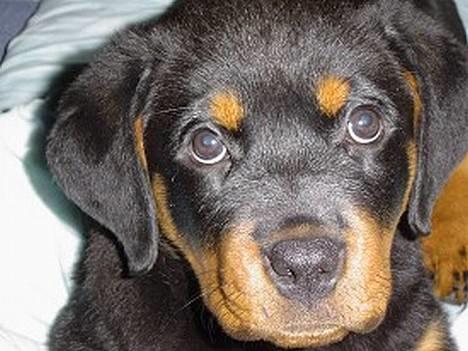 Rottweiler Kiara (R.I.P) - Lille Kiara 10uger billede 3