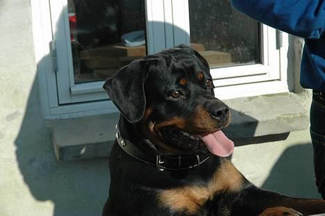 Rottweiler Kiara (R.I.P) - Af Bo Kollemorten billede 4