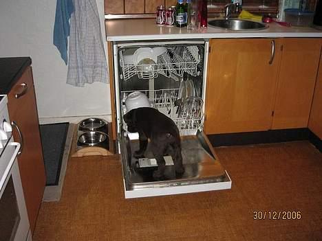 Labrador retriever Balou - Balou på vej ind i opvaksemaskinen billede 5