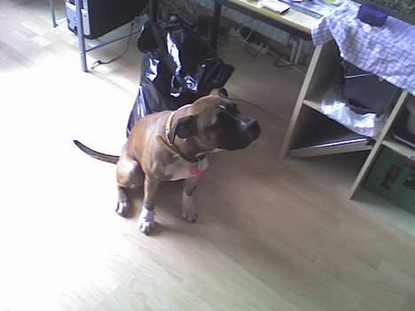 Blanding af racer kikki - uge 11 billede 8