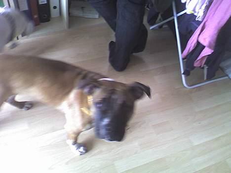 Blanding af racer kikki - uge 11 billede 9