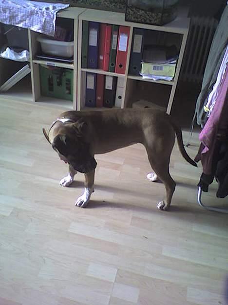 Blanding af racer kikki - uge 11 billede 10