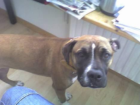 Blanding af racer kikki - uge 11 billede 11