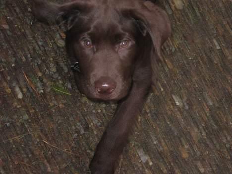 Labrador retriever Balou billede 6