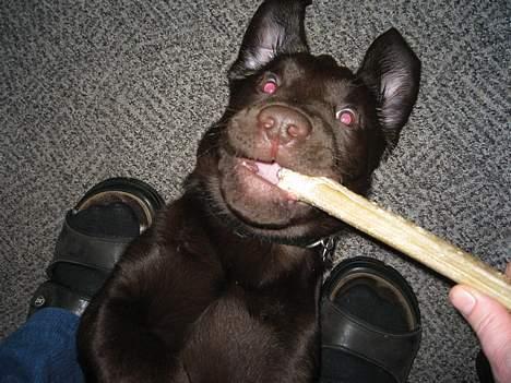 Labrador retriever Balou billede 7