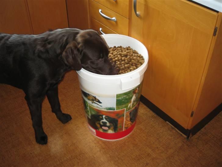 Labrador retriever Balou billede 8