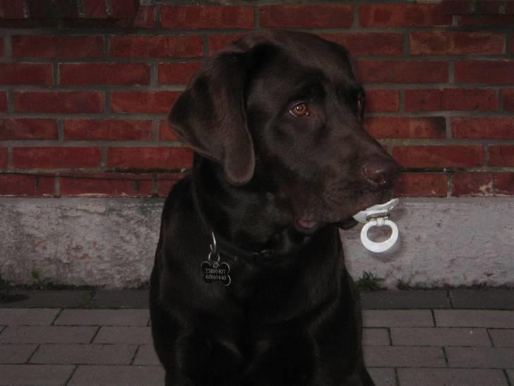 Labrador retriever Balou billede 9