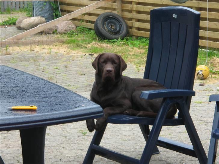 Labrador retriever Balou billede 10