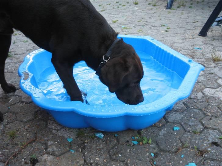 Labrador retriever Balou billede 11