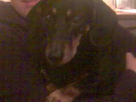 Blanding af racer Chica - gamle Bitte, som tog Chica til sig som sin hvalp da vi viste hende til svigerforældrerne for første gang billede 14