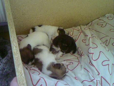 Blanding af racer Chica - Chica og hendes søskende billede 15