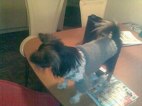 Blanding af racer Chica - hjemmestrikket trøje billede 16