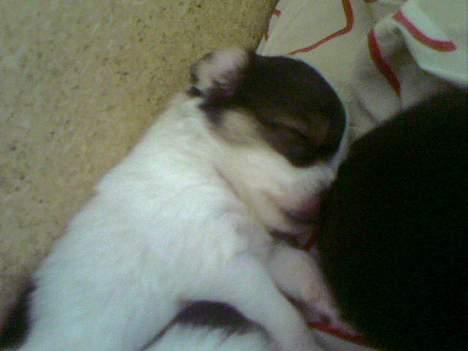 Blanding af racer Chica - Chicas bror billede 17