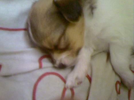 Blanding af racer Chica - Chicas søster billede 18