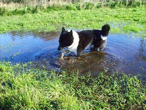 Karelsk bjørnehund Lucka billede 6