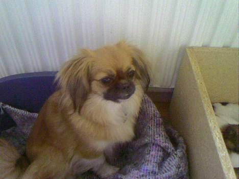 Blanding af racer Chica - Chicas mor billede 19