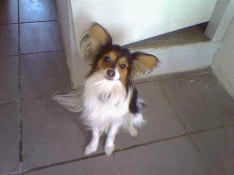 Blanding af racer Chica - Chicas far billede 20