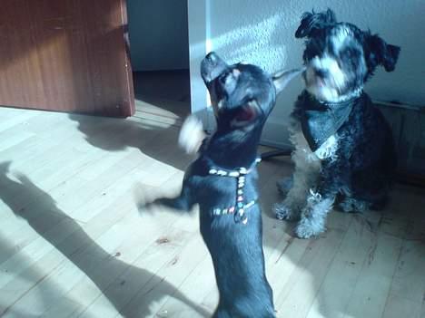 Chihuahua King billede 9