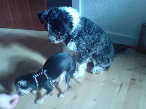 Chihuahua King billede 10