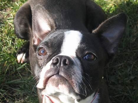 Boston terrier Apoko billede 7