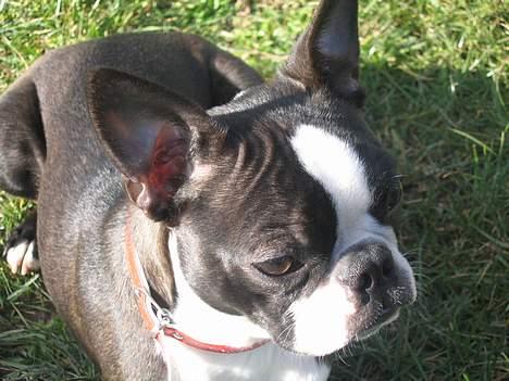 Boston terrier Apoko billede 9