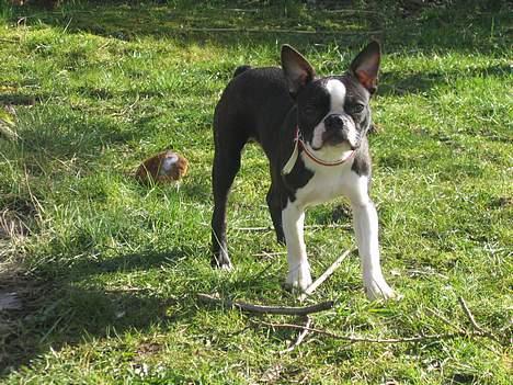 Boston terrier Apoko billede 10