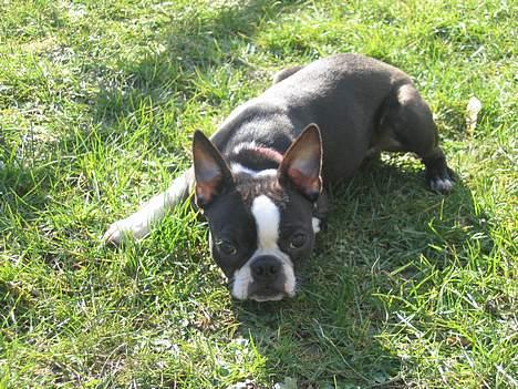 Boston terrier Apoko billede 13