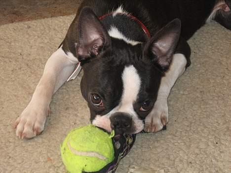 Boston terrier Apoko billede 15