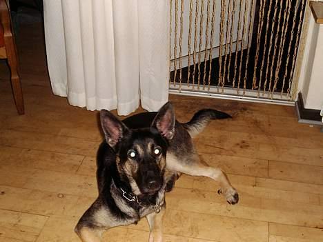 Blanding af racer Bonnie R.I.P 18/9-07 billede 1