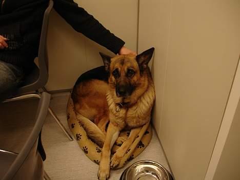 Schæferhund Yascho - Han er ikke for fin til at ligge i rajas kurv, at den så ikke passer det er så hvad det er :) billede 11