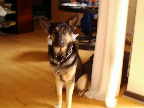 Blanding af racer Bonnie R.I.P 18/9-07 billede 3