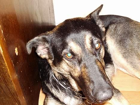 Blanding af racer Bonnie R.I.P 18/9-07 billede 4