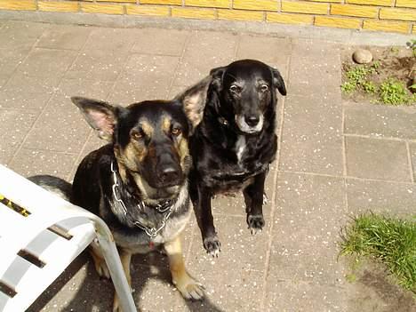 Blanding af racer Bonnie R.I.P 18/9-07 billede 5