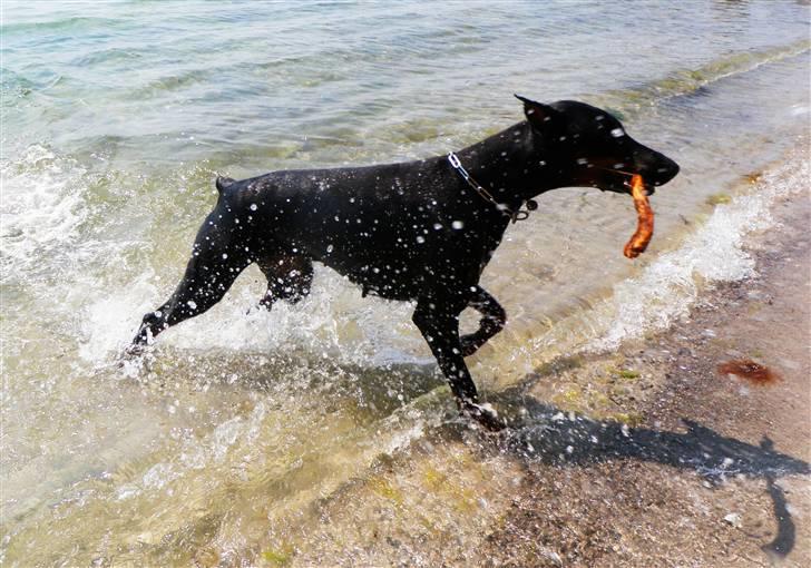 Dobermann Sakura billede 8