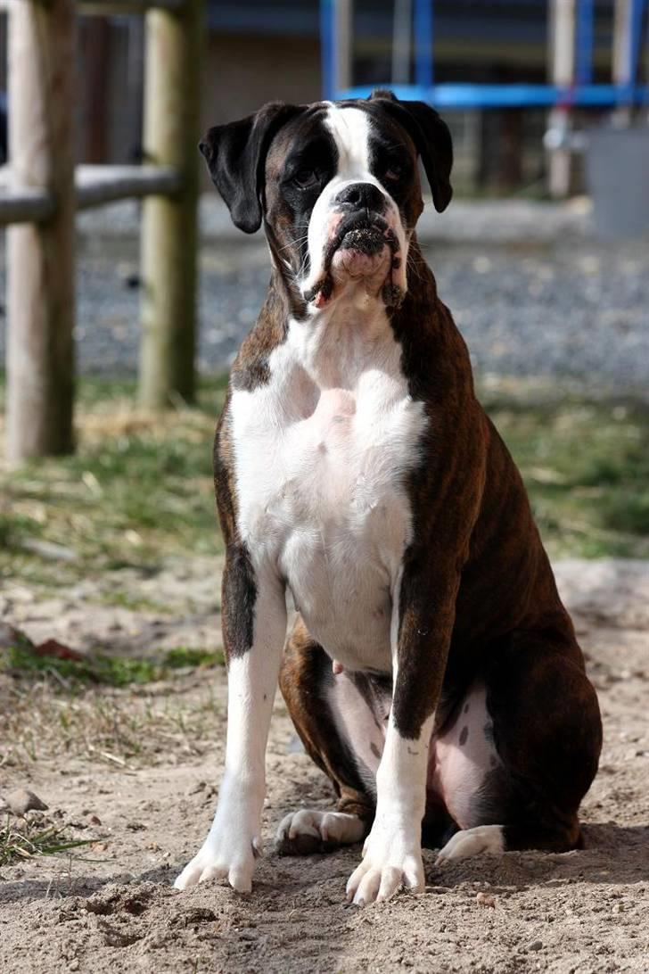 Boxer Ronja billede 1