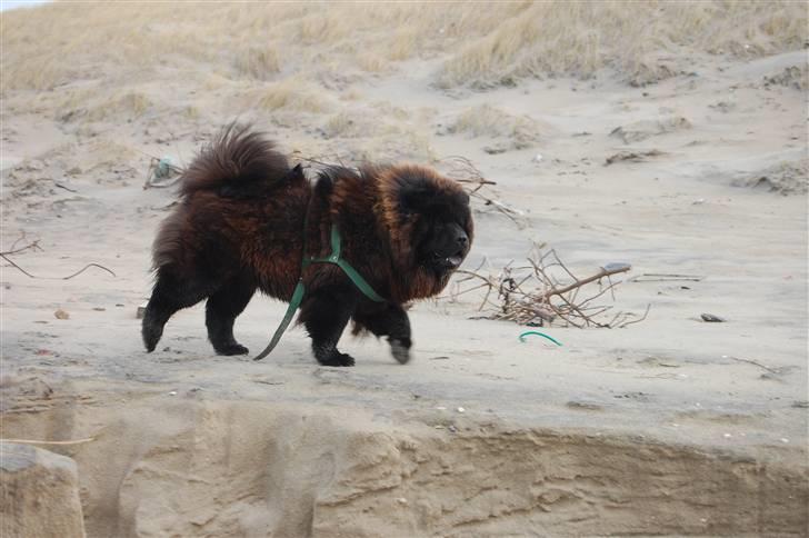 Chow chow nikita - ha ha jeg var der ogå  billede 1