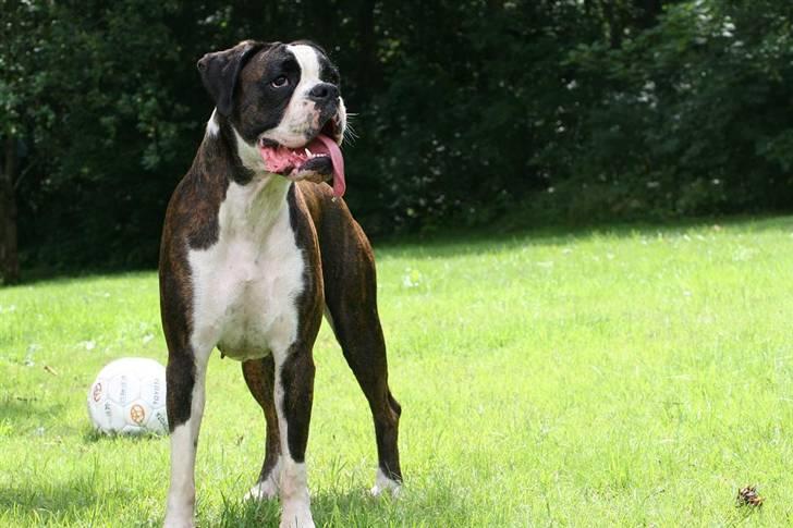 Boxer Ronja - miss lækkermås billede 2