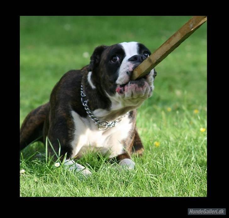 Boxer Ronja - Det` hvad jeg kalder en go pind...... billede 3