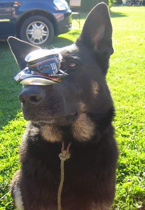 Schæferhund Blondi billede 14