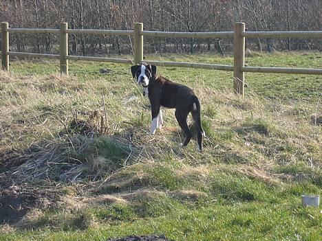 Boxer Ronja - Komme....ha....jeg ved da godt, at du ikke har flere godbider.... billede 4