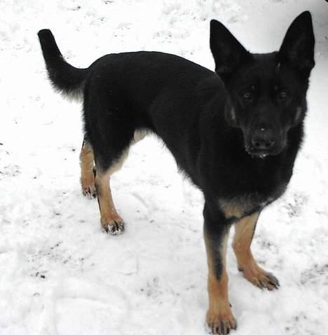 Schæferhund Blondi billede 15