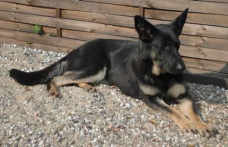 Schæferhund Blondi billede 16