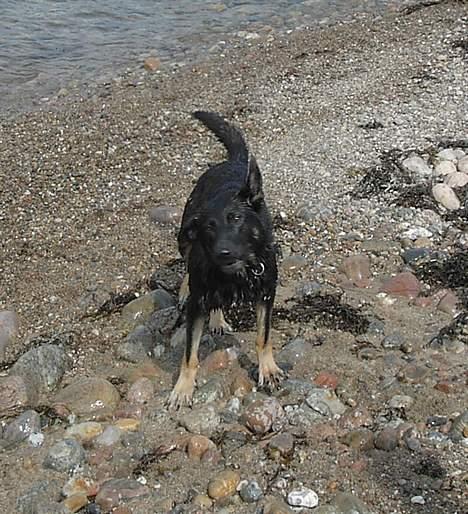 Schæferhund Blondi billede 17