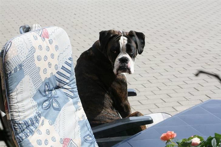 Boxer Ronja - Du kan da bare lukke mig ind! Nå men så tørre jeg bare røv i din hynde altså!!!!! billede 6